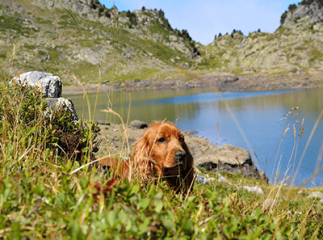 Randonnée avec son chien